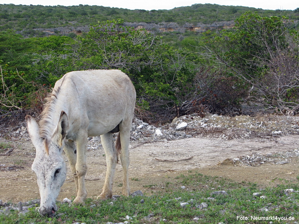 0018 Insel Bonaire 2009